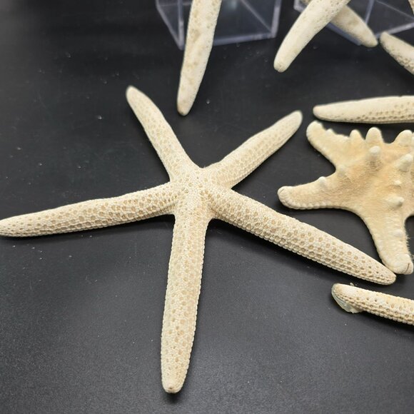 Natural White Starfish Collection For Crafts & Decor Large and Small DH1362 - Picture 5 of 8